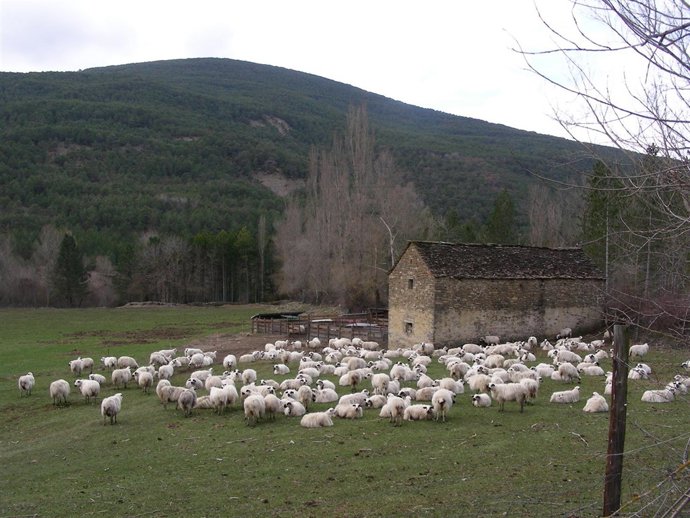 El CITA preserva las razas autóctonas de vacuno y ovino del Pirineo aragonés.