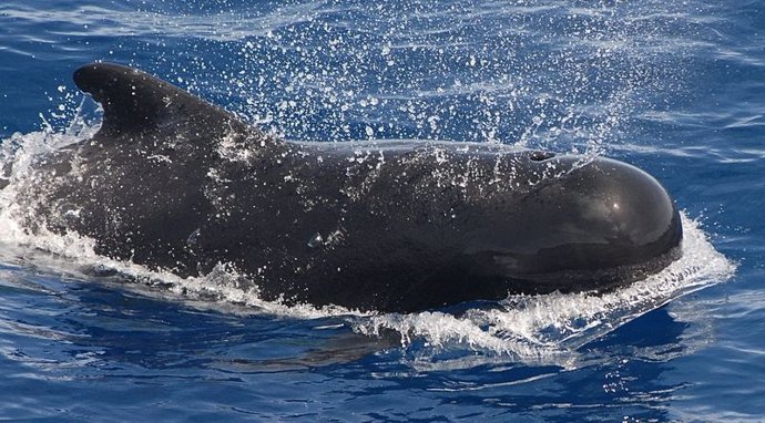 CALDERÓN O BALLENA PILOTO