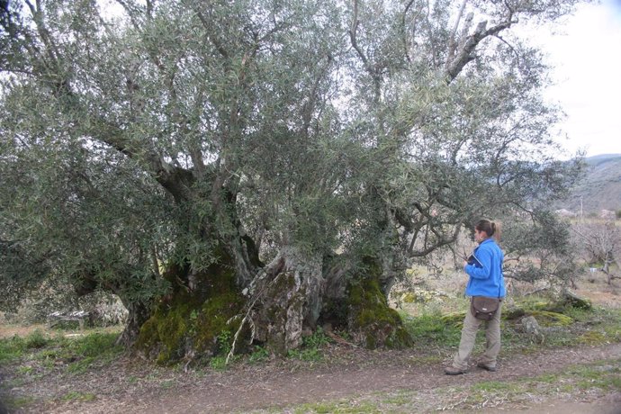 Olivo en San Esteban de la Sierra (Salamanca)