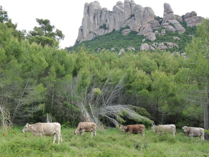Vacas