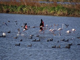 Imagen del proyecto Life Albufera.