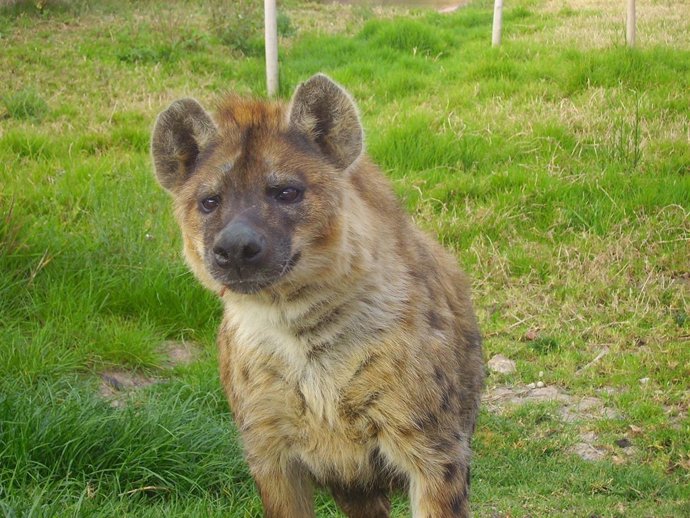 Imagen de la hiena más longeva de Europa
