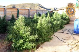 Plantación en una antigua hípica de Alfarràs