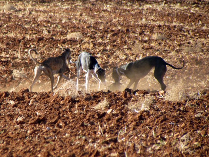 Galgos