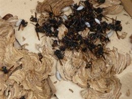 Avispa asiática en alava