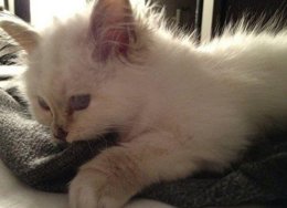 Gato