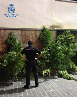 Plantación de marihuana en Antequera