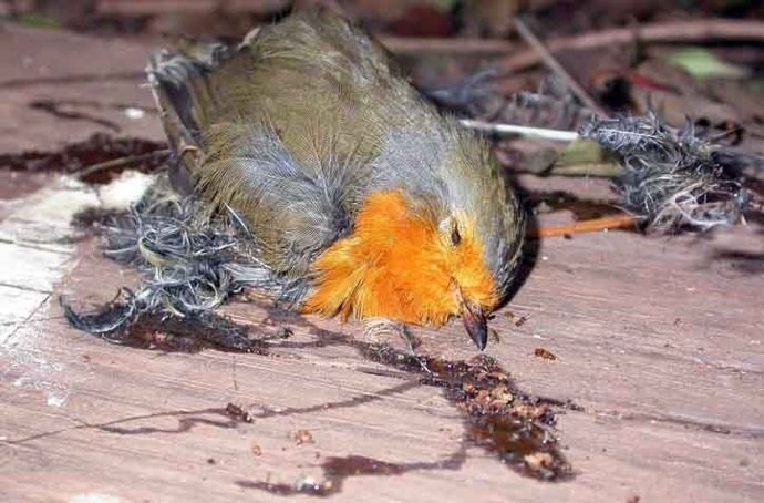 SEO/Birdlife pide paralizar autorizaciones de parany para uso científico