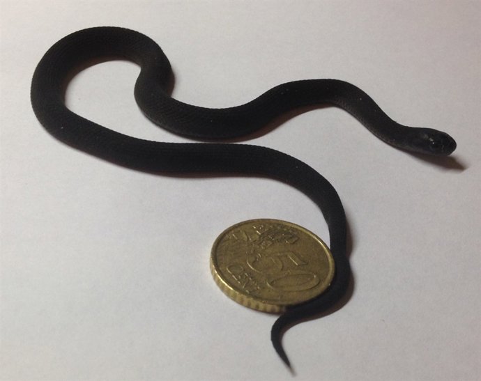 Terra Natura logra la reproducción de la serpiente de montaña africana