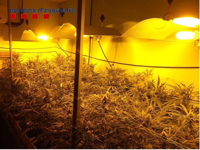 Plantas de marihuana encontradas en una casa de Sabadell