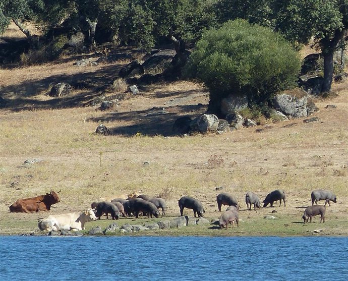 Piara de cerdos ibéricos, cerdo ibérico