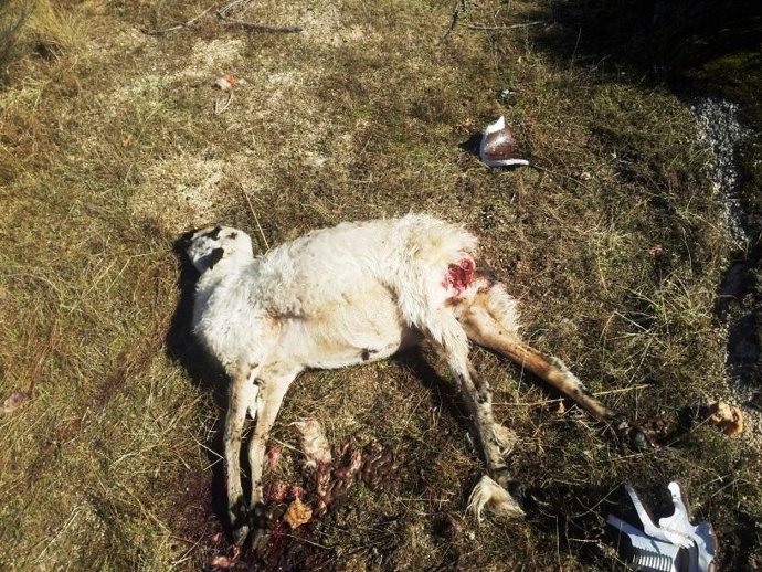 Ataque de los buitres en la explotación de Villarino de los Aires