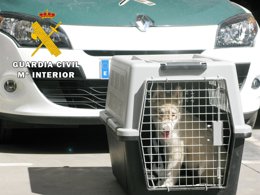 Uno de los cachorros robado en una finca de Burriana