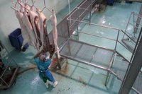 Regulan por primera vez la formación en materia de bienestar animal de los profesionales implicados en sacrificio animal