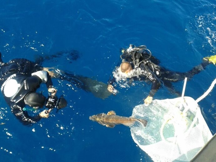 Suelta de fauna marina en Mijas