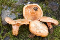 La superficie regulada para la recolección de setas en CyL se eleva a 412.000 hectáreas