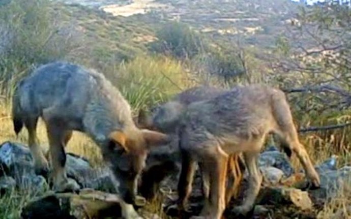 Lobos en el Parque del Guadarrama