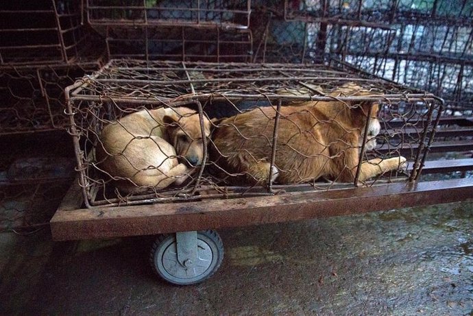 Perros rescatados de un matadero clandestino de China