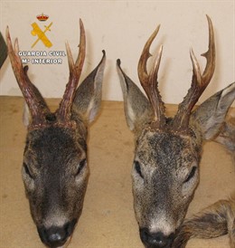 Cabezas de corzo intervenidas a furtivos