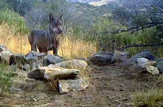 Lobo asentado en la Comunidad de Madrid