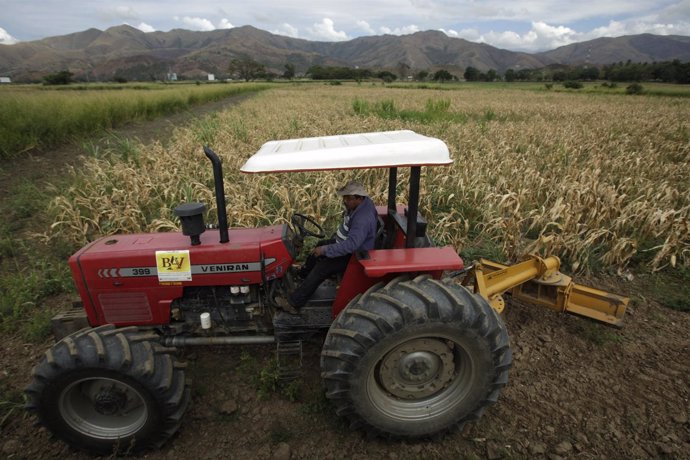 Agricultor venezolano de maíz (2009).