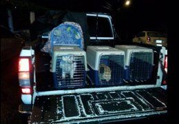 Mascotas rescatadas en Medellín