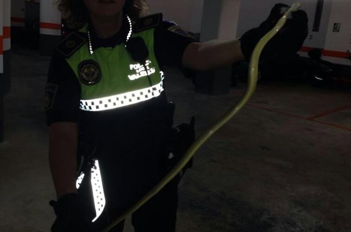 Culebra capturada en un garaje de Valencia