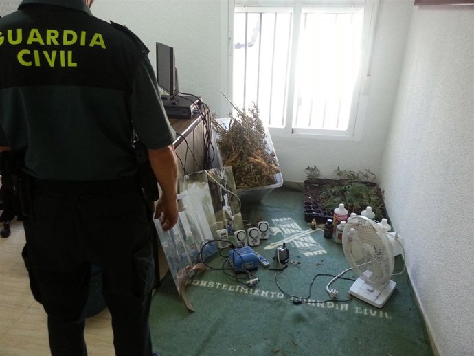 Marihuana incautada en Macael 