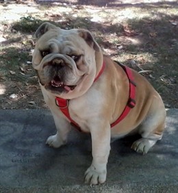 El perro que falleció en un vuelo Sevilla-Palma