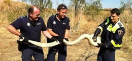 Pitón capturada en Torrejón de Ardoz