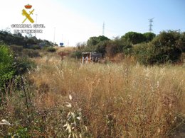 Plantación marihuana