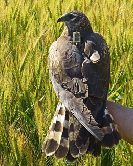 Aguilucho cenizo 'Treviana'