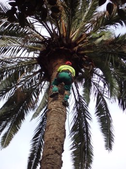 Poda de palmera