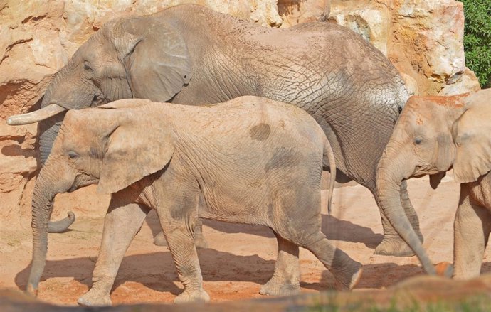 Kibo ya puede verse con las hembras en Bioparc