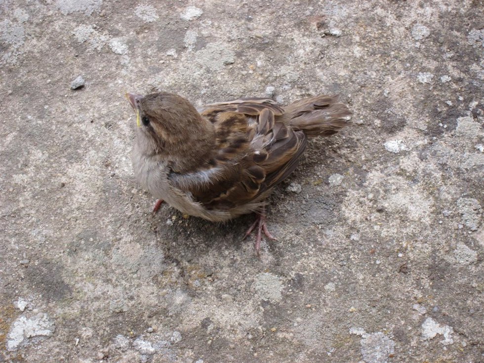 Gorrión, Pájaro