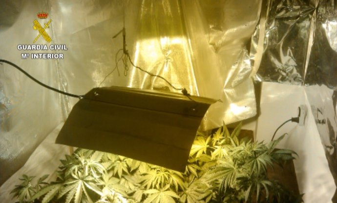 Plantación descubierta en Aldeamayor de San Martín.