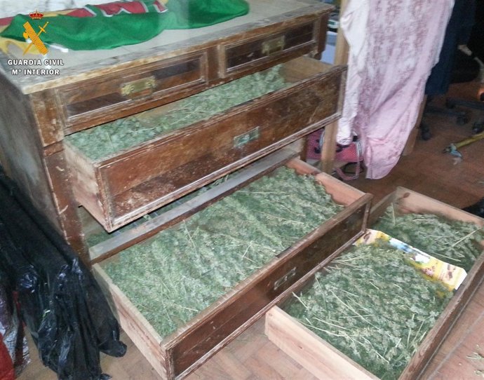 Marihuana intervenida