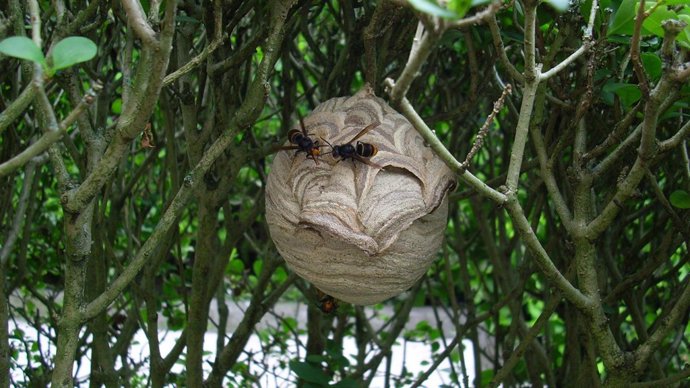 Nido de avispa asiática