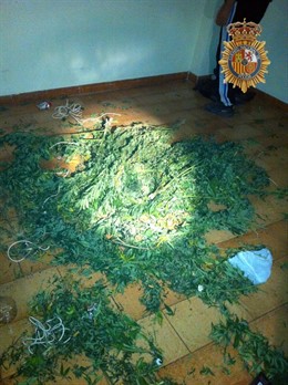 Una de las plantaciones intervenidas en Lleida