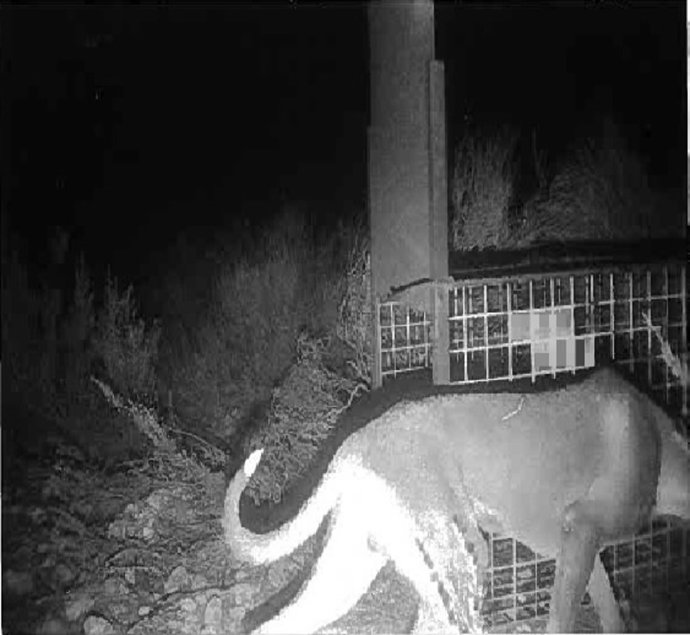Perro localizado en Castala 