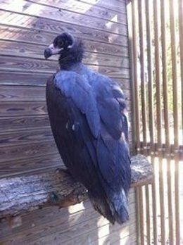Agentes rurales recuperan un buitre negro en Lleida