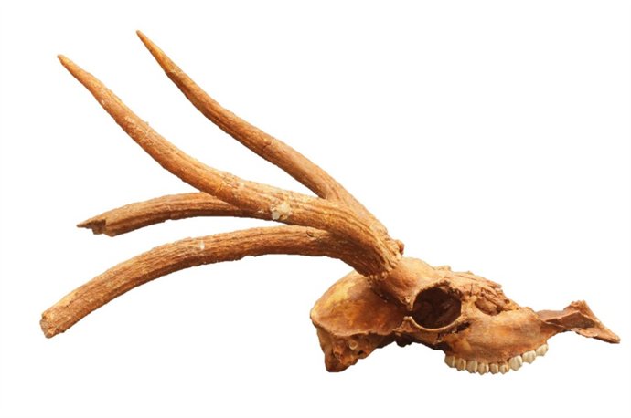 Especie de cérvido hallado en Castelldefels