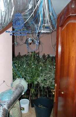 Habitación donde los detenidos cultivaban la marihuana en Torrent