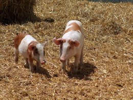 SARGA imparte un curso sobre normativa y gestión de residuos ganaderos.