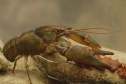 Medio Ambiente intenta salvar la última población de cangrejo autóctono.