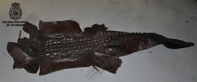 Piel de cocodrilo recuperada en Vigo.