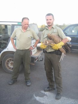Recuperación de buitres en Níjar 