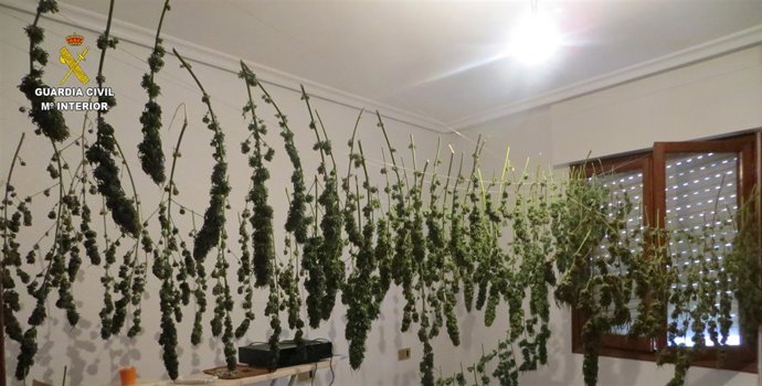 Habitación secadero de plantas localizado por Guardia Civil