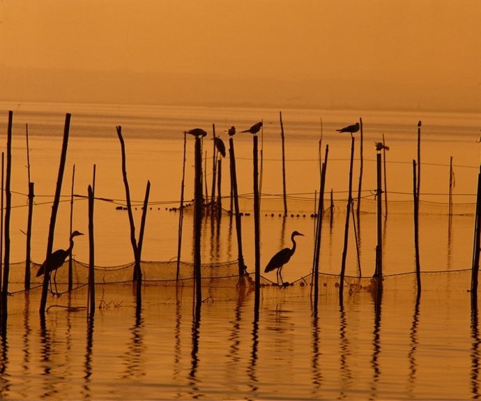 El Consell destina cerca de 980.000 euros al  Parque Natural de L'Albufera