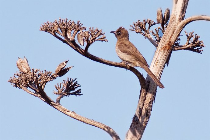 Ejemplar de bulbul naranjero